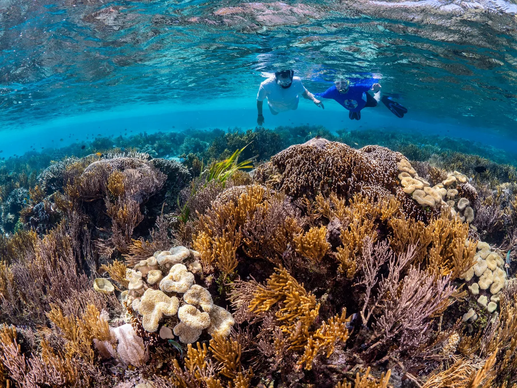 Snorkeler exploring clear blue water above a reef